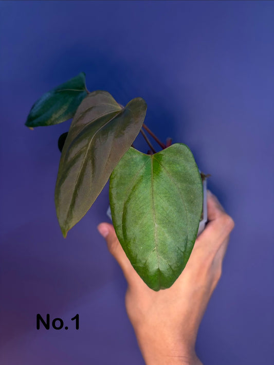 Anthurium ‘Mr. Worldwide’ × Pap ‘Daniel’ - clone