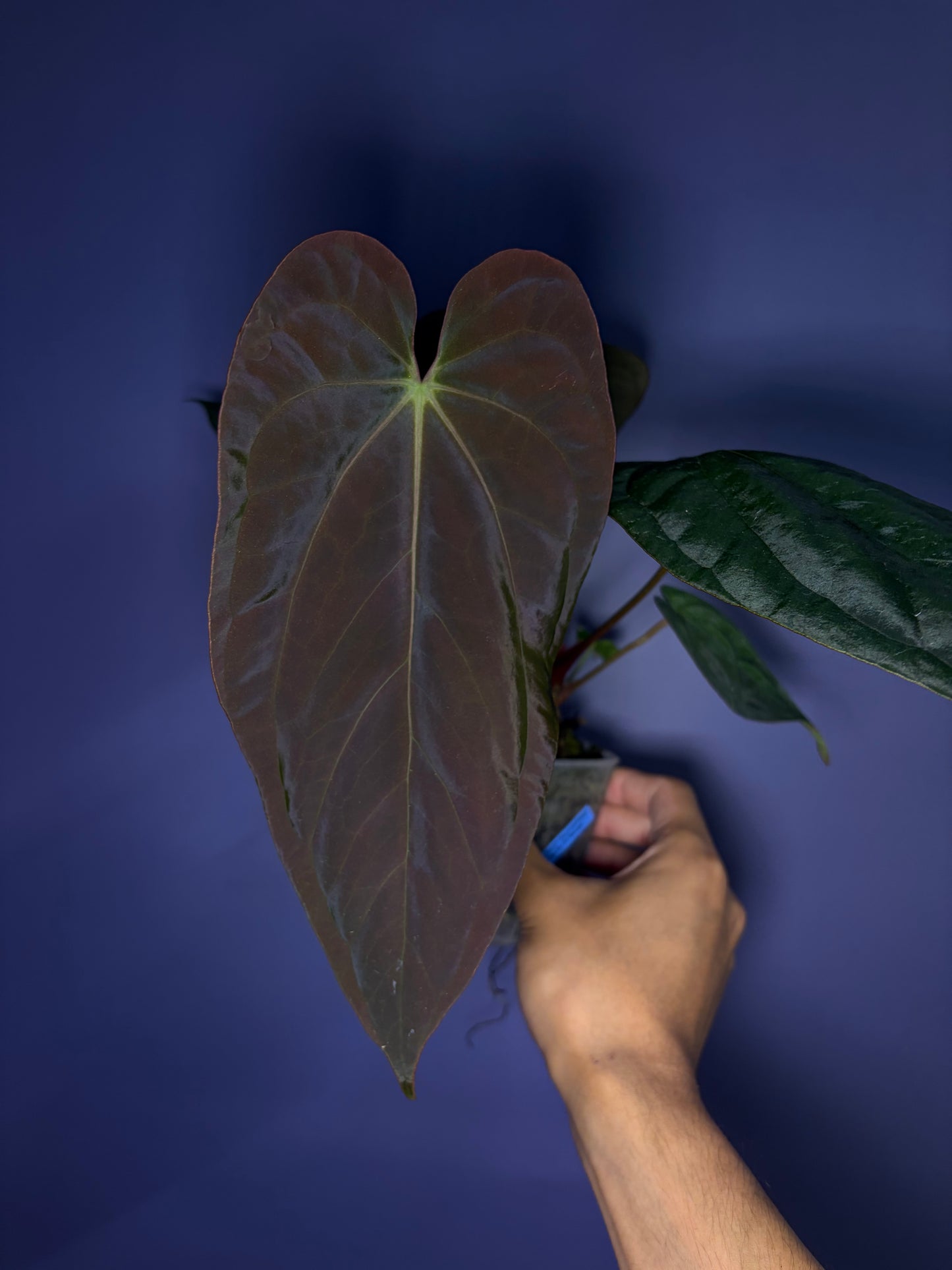 Anthurium Antolakii/BVEP (Round × Felix) × Papi (RL × FS)