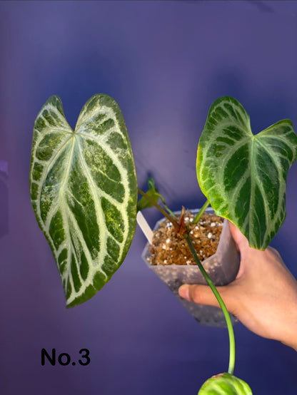 Anthurium Silver blush mint variegata