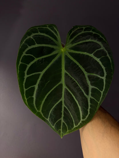 Anthurium ‘White Widow/Jackie’