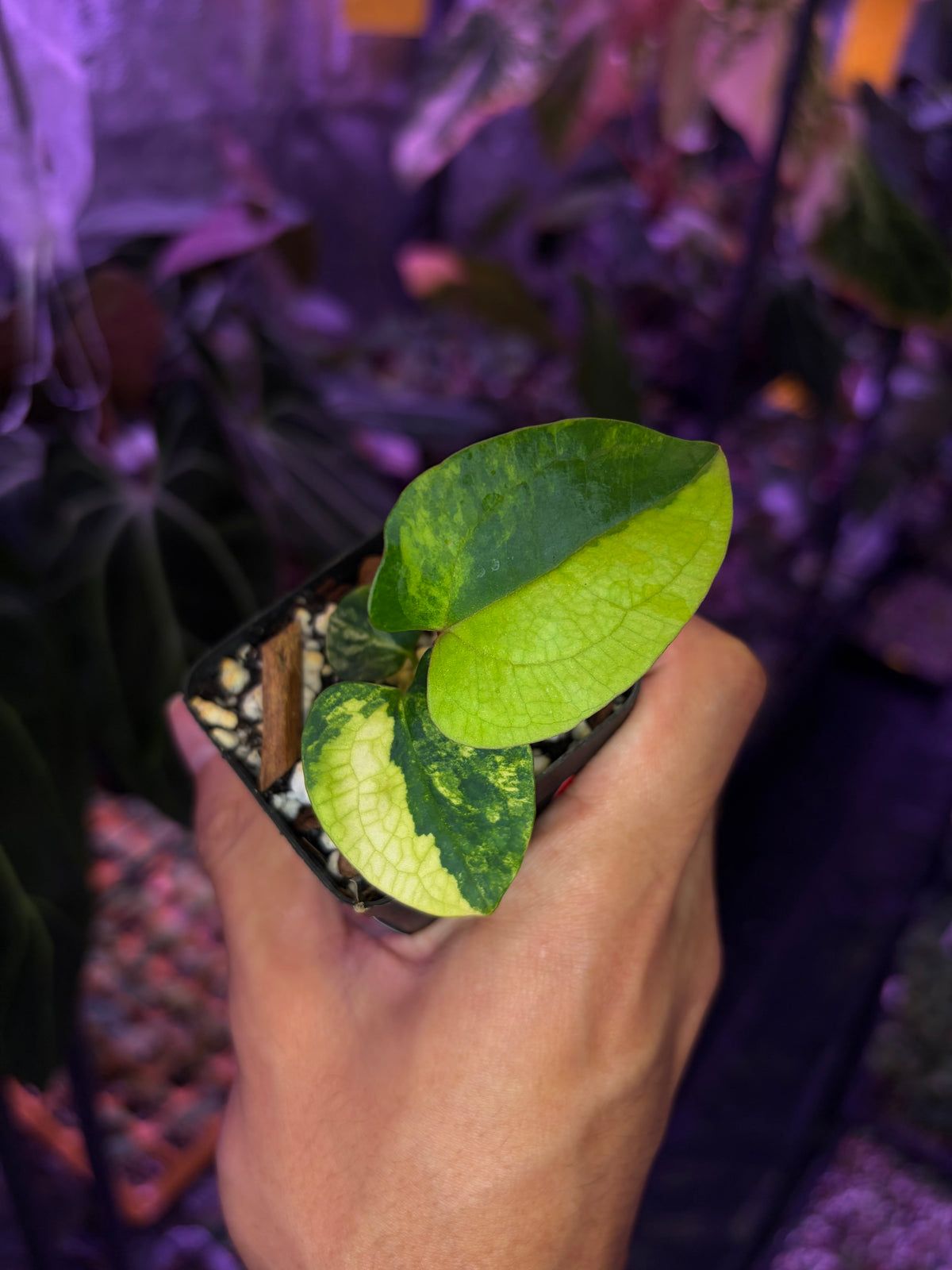 Anthurium papillilaminum var. × dressleri S1