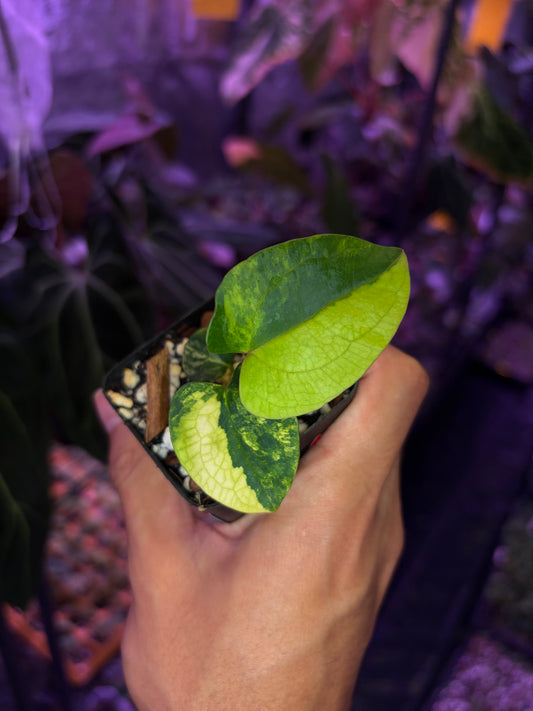 Anthurium papillilaminum var. × dressleri S1