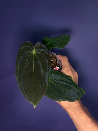 Anthurium BVEP (unnumbered)