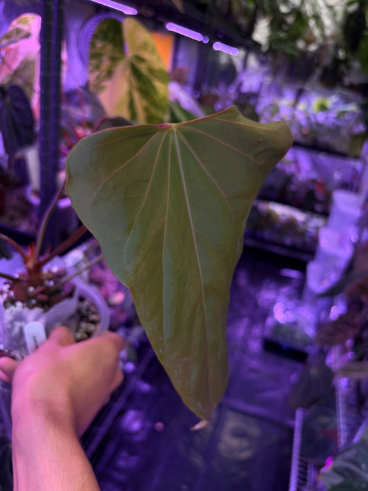 Anthurium ‘Black Sweet’ SF1 - mother plant