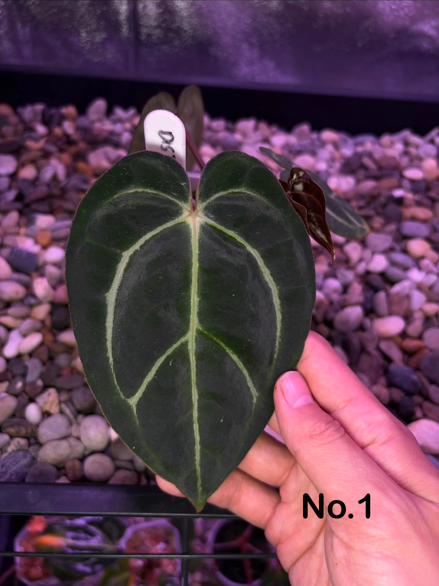 Anthurium carlablackiae (‘district’ × RA8)