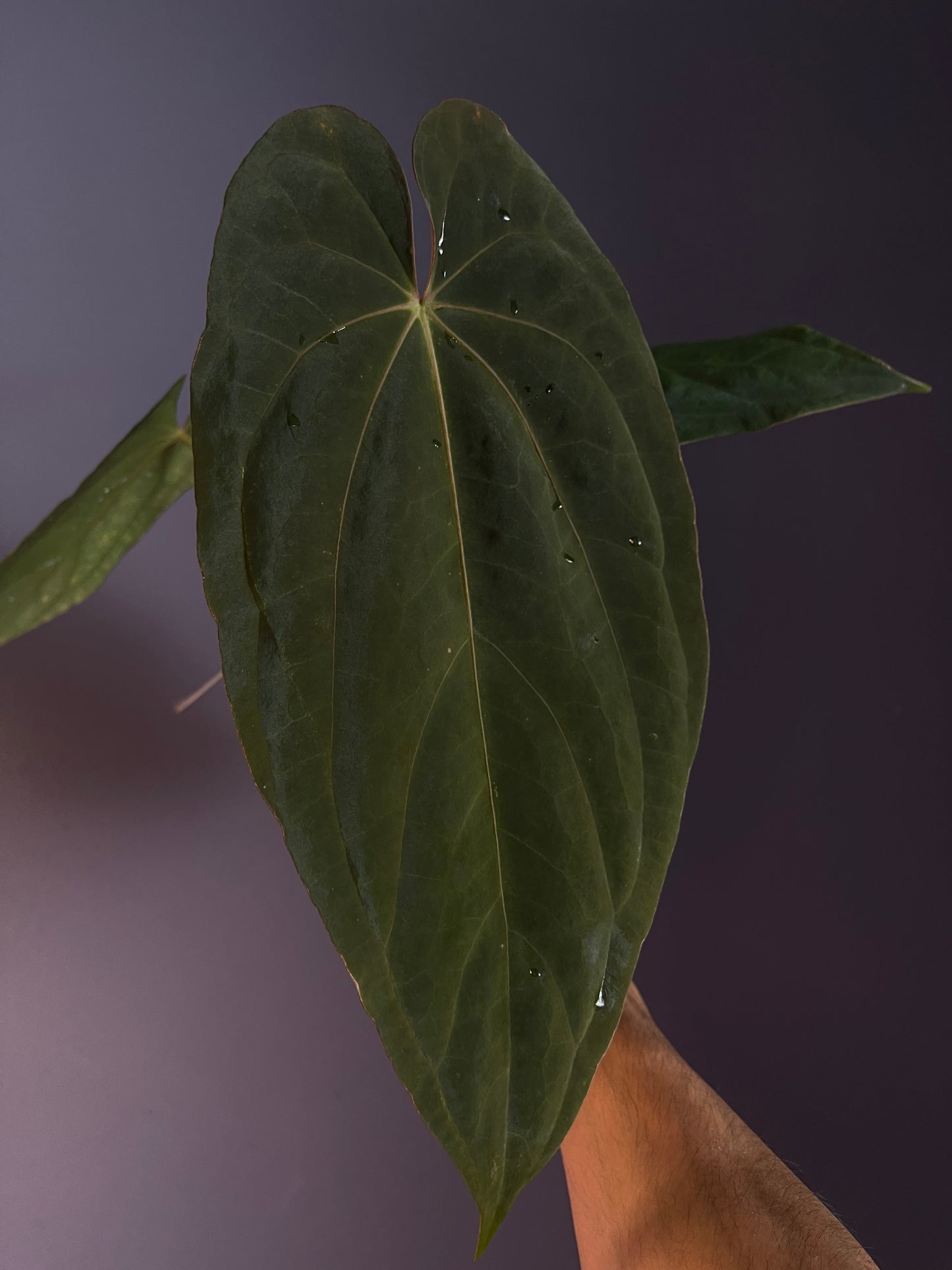 Anthurium (‘Midnight Velvet’ × Papillilaminum) × Antolakii (Tezula)