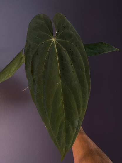 Anthurium (‘Midnight Velvet’ × Papillilaminum) × Antolakii (Tezula)