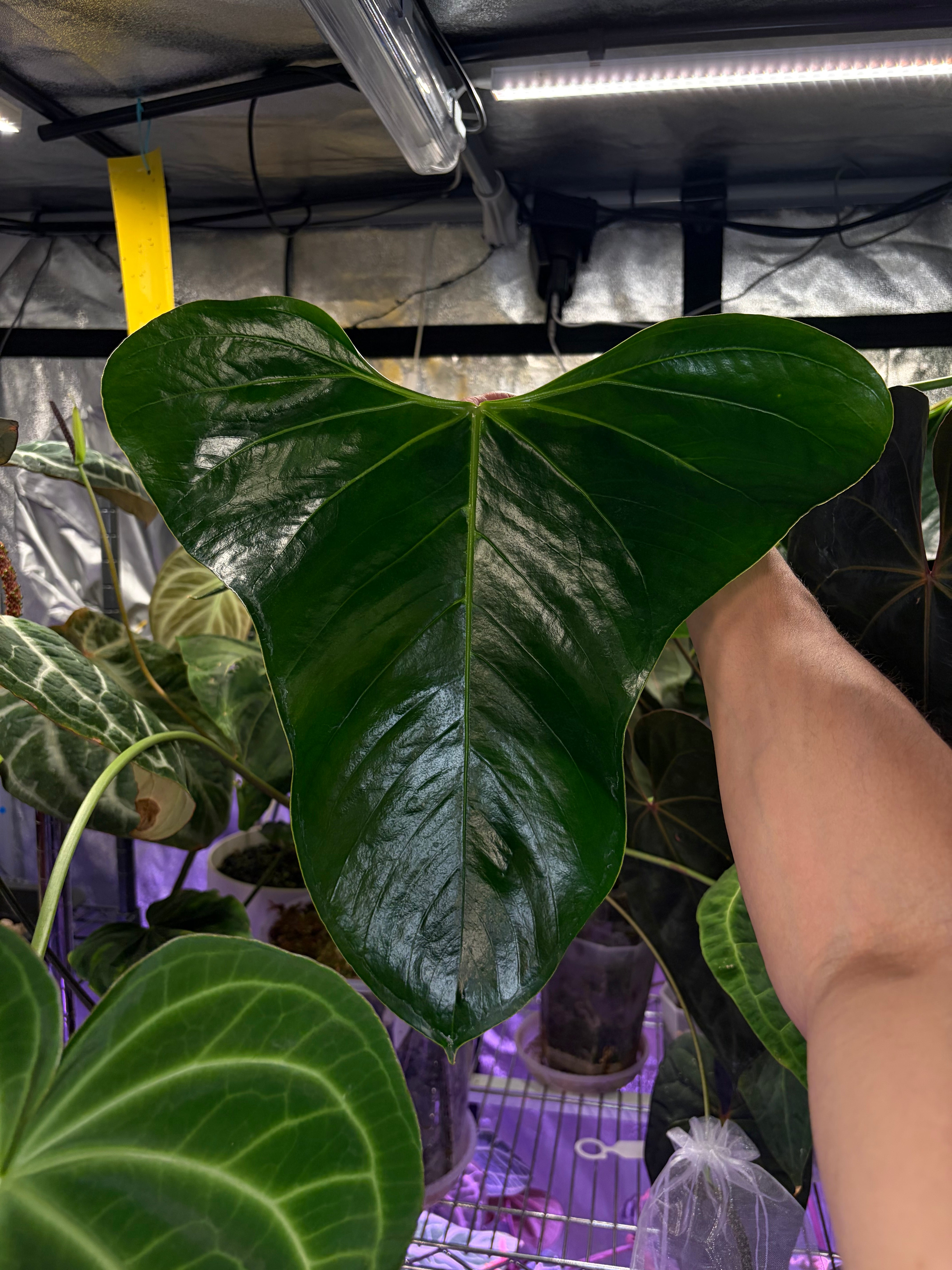 Anthurium subsignatum Anthuriumsubsignatum 【公式通販】