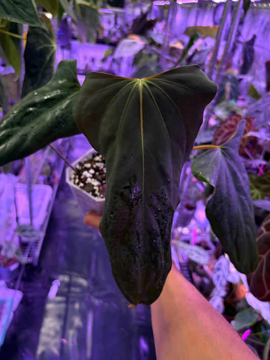 Anthurium Blue Papillilaminum × Indo Portillae (selected)