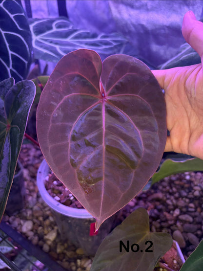 Anthurium hoffmannii ‘Bloodmoon’