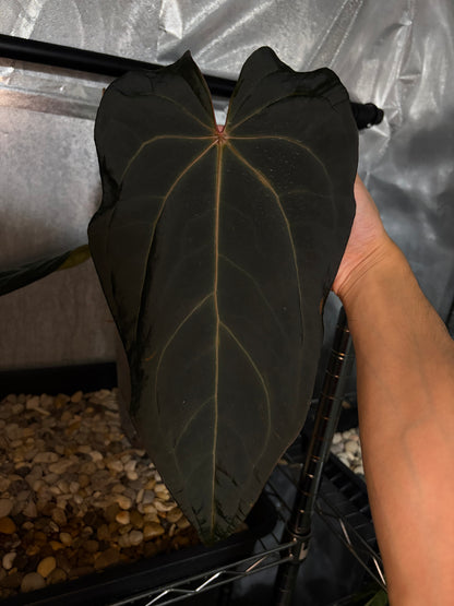 Anthurium Dark & handsome × Red velvet cake #1