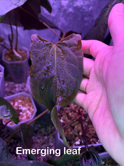 Anthurium papillilaminum ‘Ralph Lynam’ S1 (selected #3)