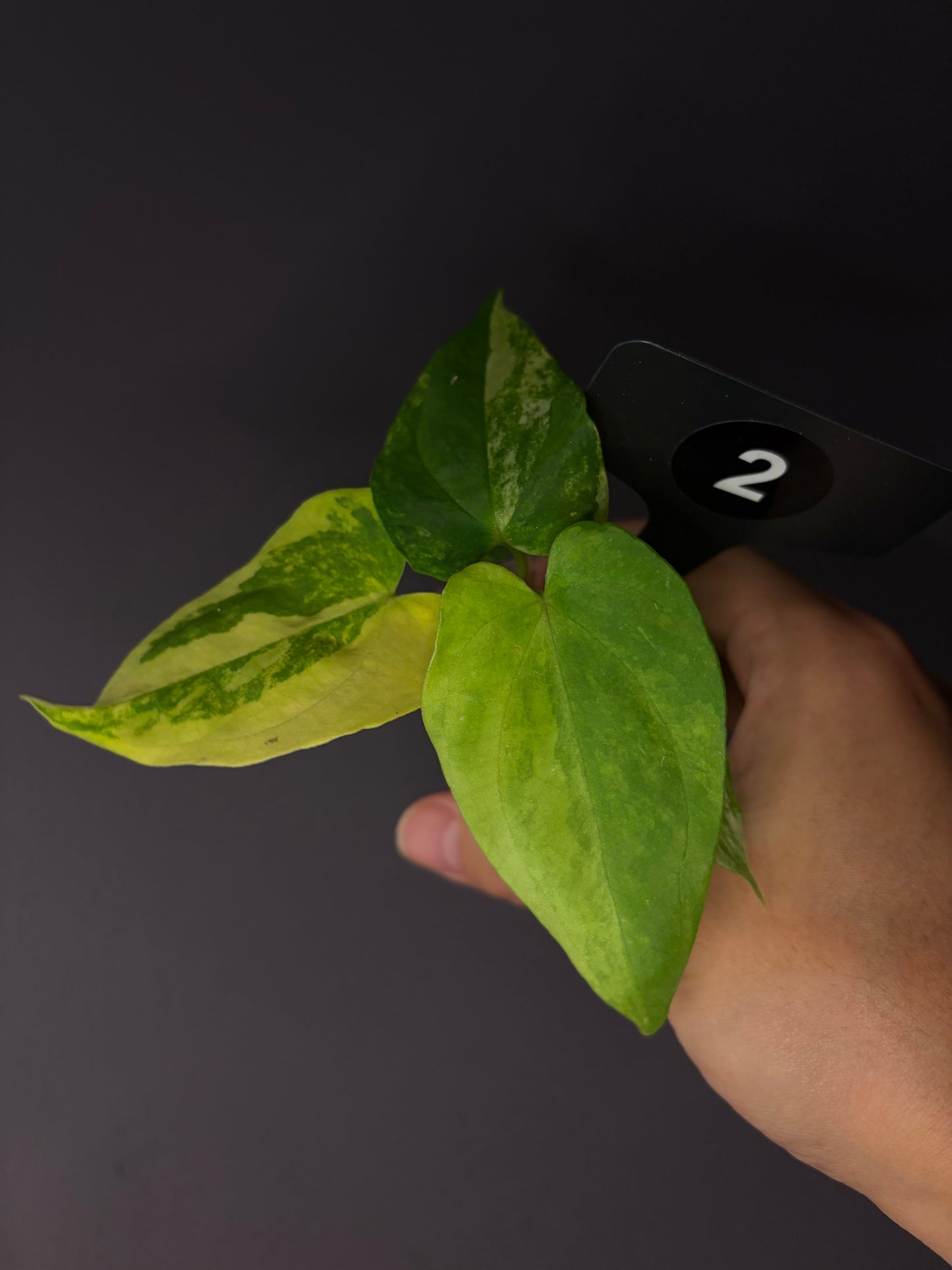 Anthurium papillilaminum var. × ‘Midnight velvet ’