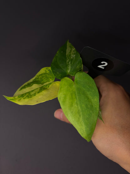 Anthurium papillilaminum var. × ‘Midnight velvet ’