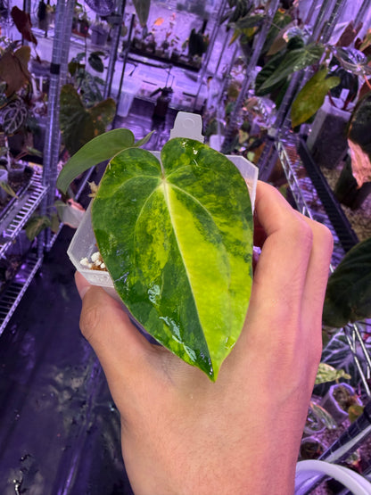 Anthurium papillilaminum var. × carlablackiae