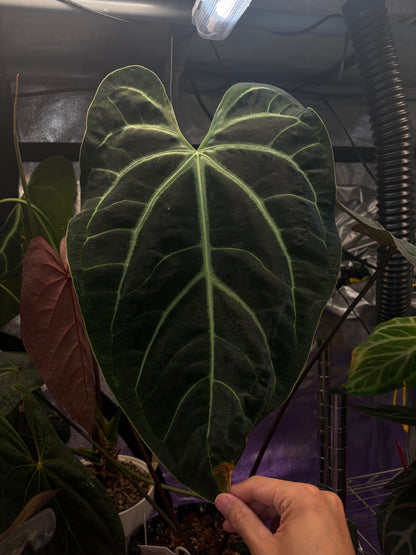 Anthurium besseae aff. #1