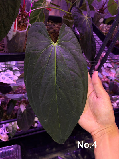 Anthurium pap ‘FS’ × (pap ‘FS’ × ‘AOS’) - selected