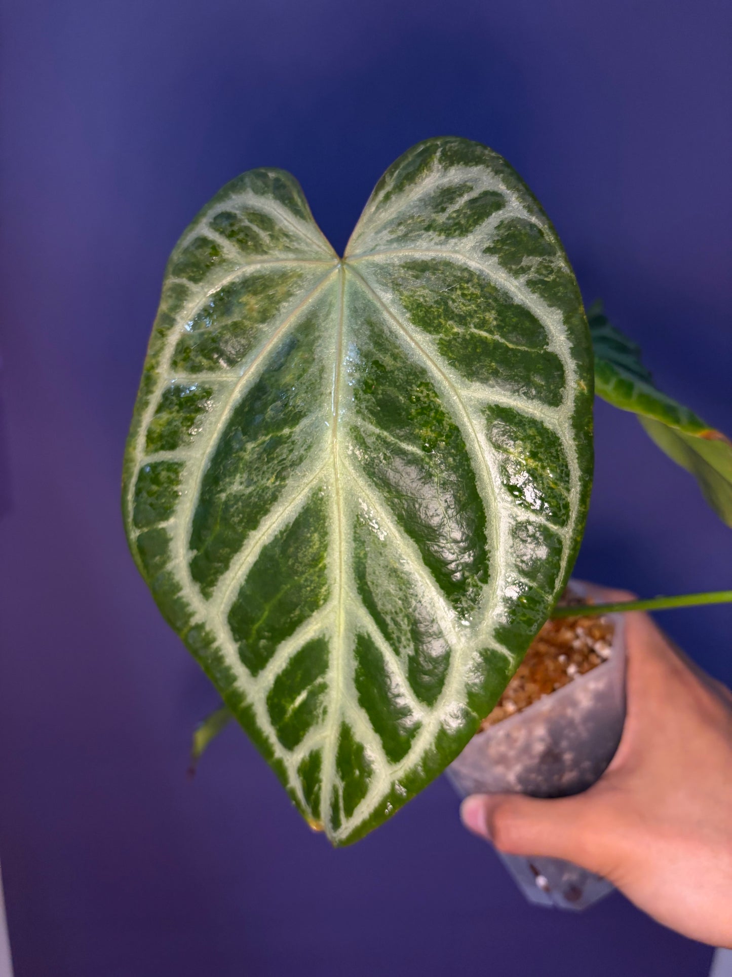 Anthurium Silver blush mint variegata