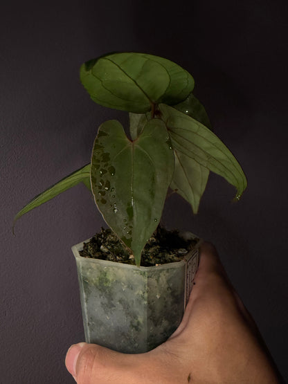 Anthurium Papillilaminum ‘Papito’
