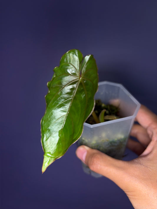 Anthurium ‘Circus peanuts’ - clone