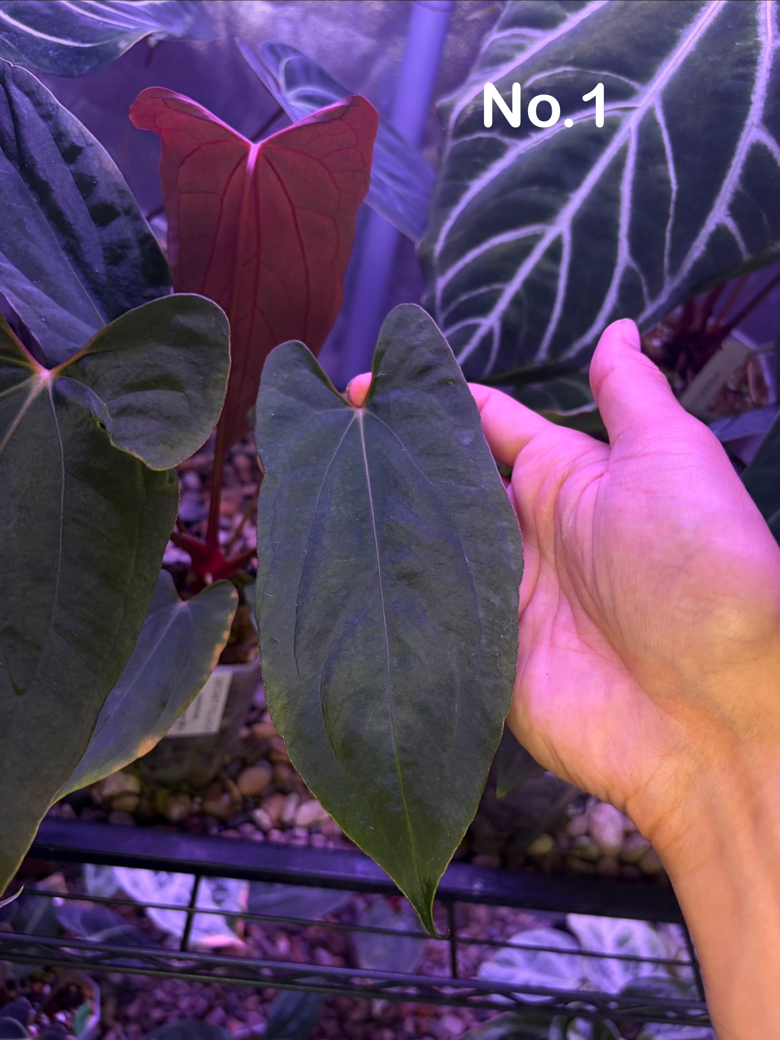 Anthurium papillilaminum 'Ralph Lynam' S1 – Secret Foliage