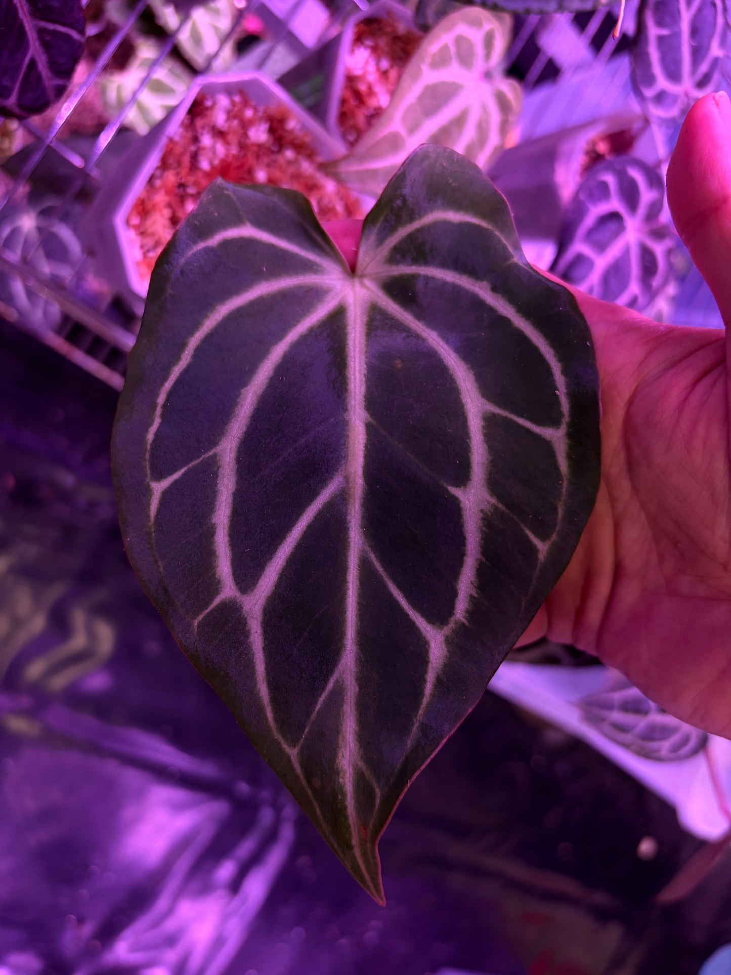 Anthurium carlablackiae - selected #5