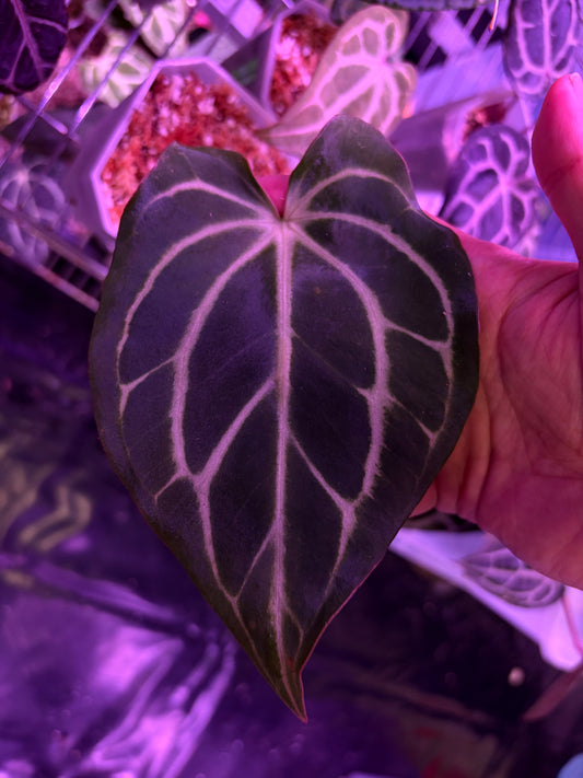 Anthurium carlablackiae - selected #5