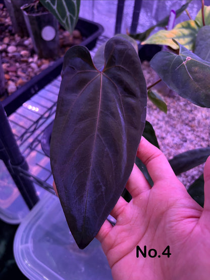 Anthurium ‘Midnight Velvet’ × antolakii ‘Tezula’