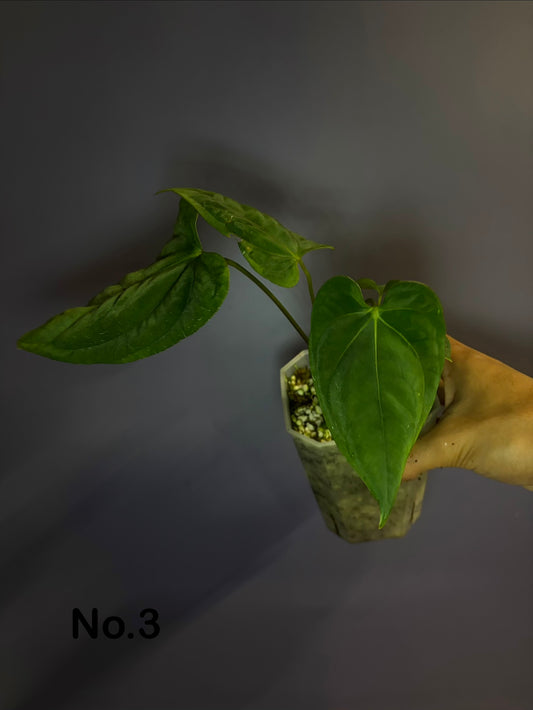 Anthurium papillilaminum RA6 - clone