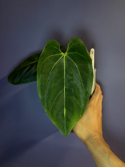 Anthurium Eastern Dressleri × Carlablackiae