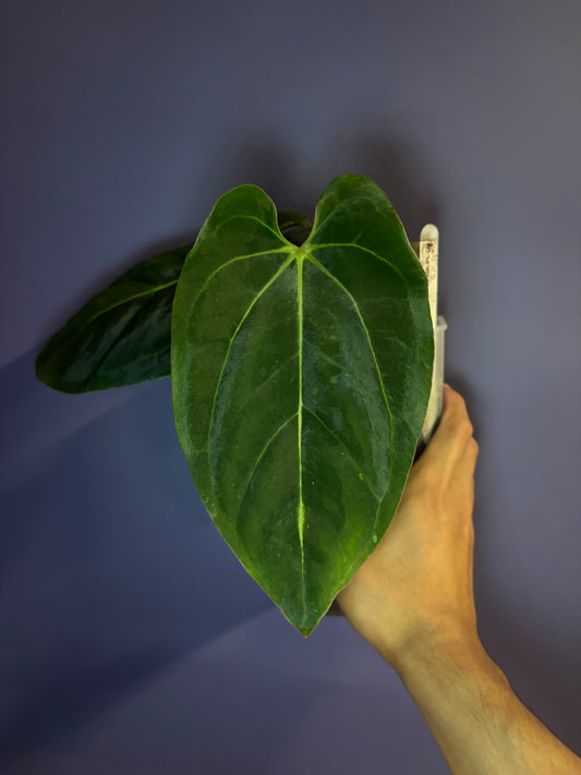 Anthurium Eastern Dressleri × Carlablackiae