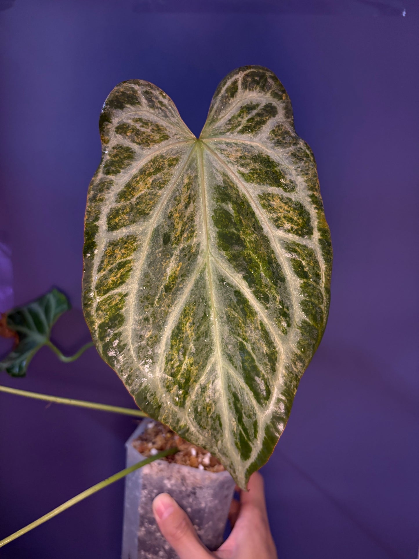 Anthurium Silver blush mint variegata
