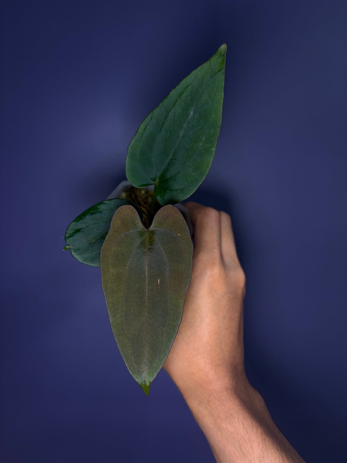 Anthurium (Papillilaminum RL × FS) × dressleri RG F2