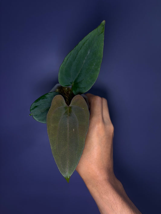 Anthurium (Papillilaminum RL × FS) × dressleri RG F2