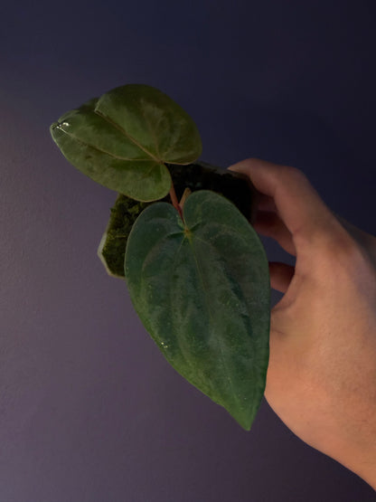 Anthurium Antolakii/BVEP (Round × Felix) × Papi (RL × FS)