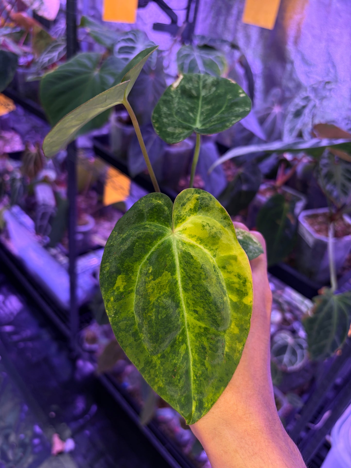 Anthurium papillilaminum var. × carlablackiae