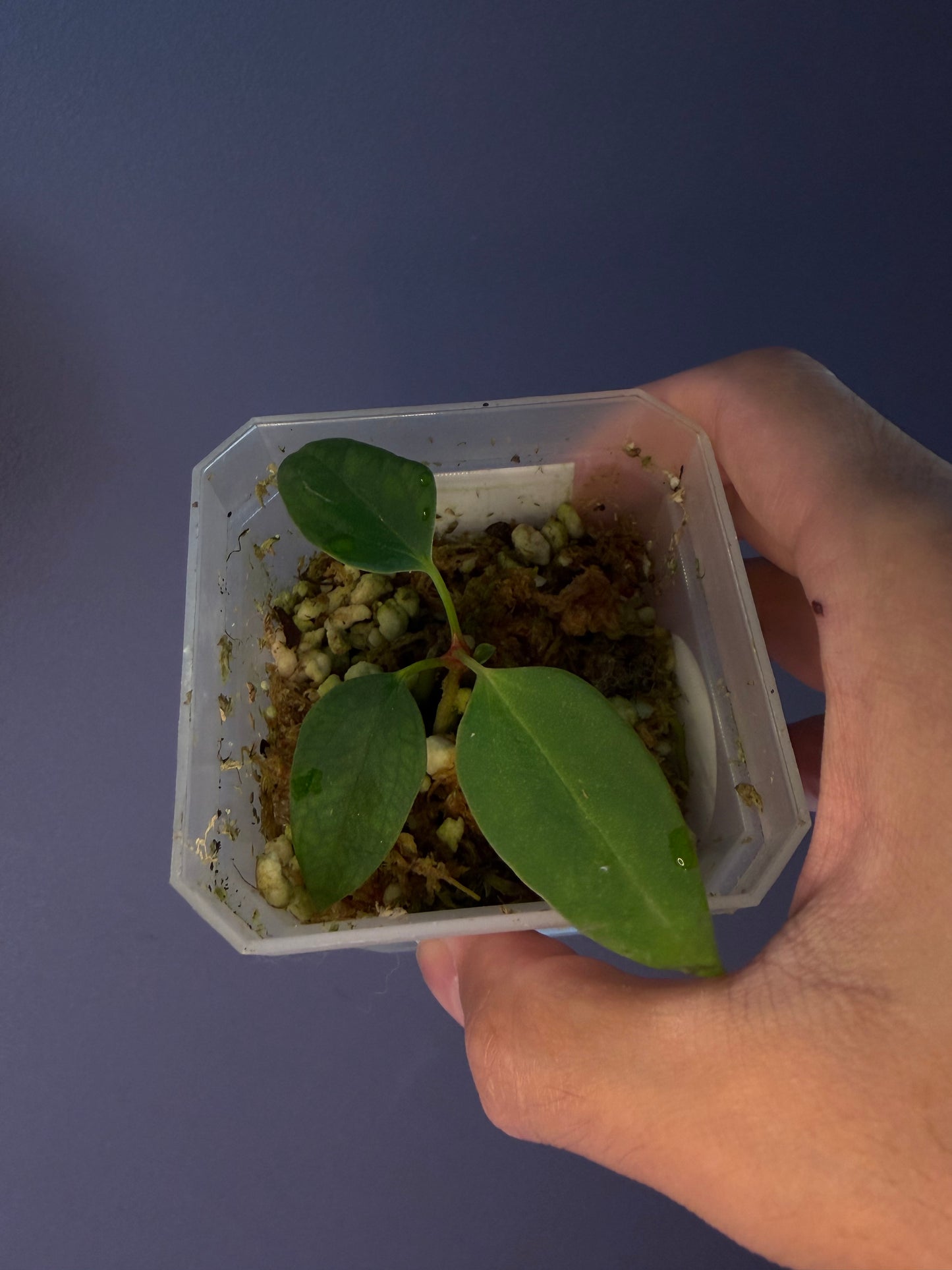 Anthurium portillae ‘Dorito’ S1