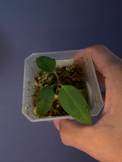 Anthurium portillae ‘Dorito’ S1