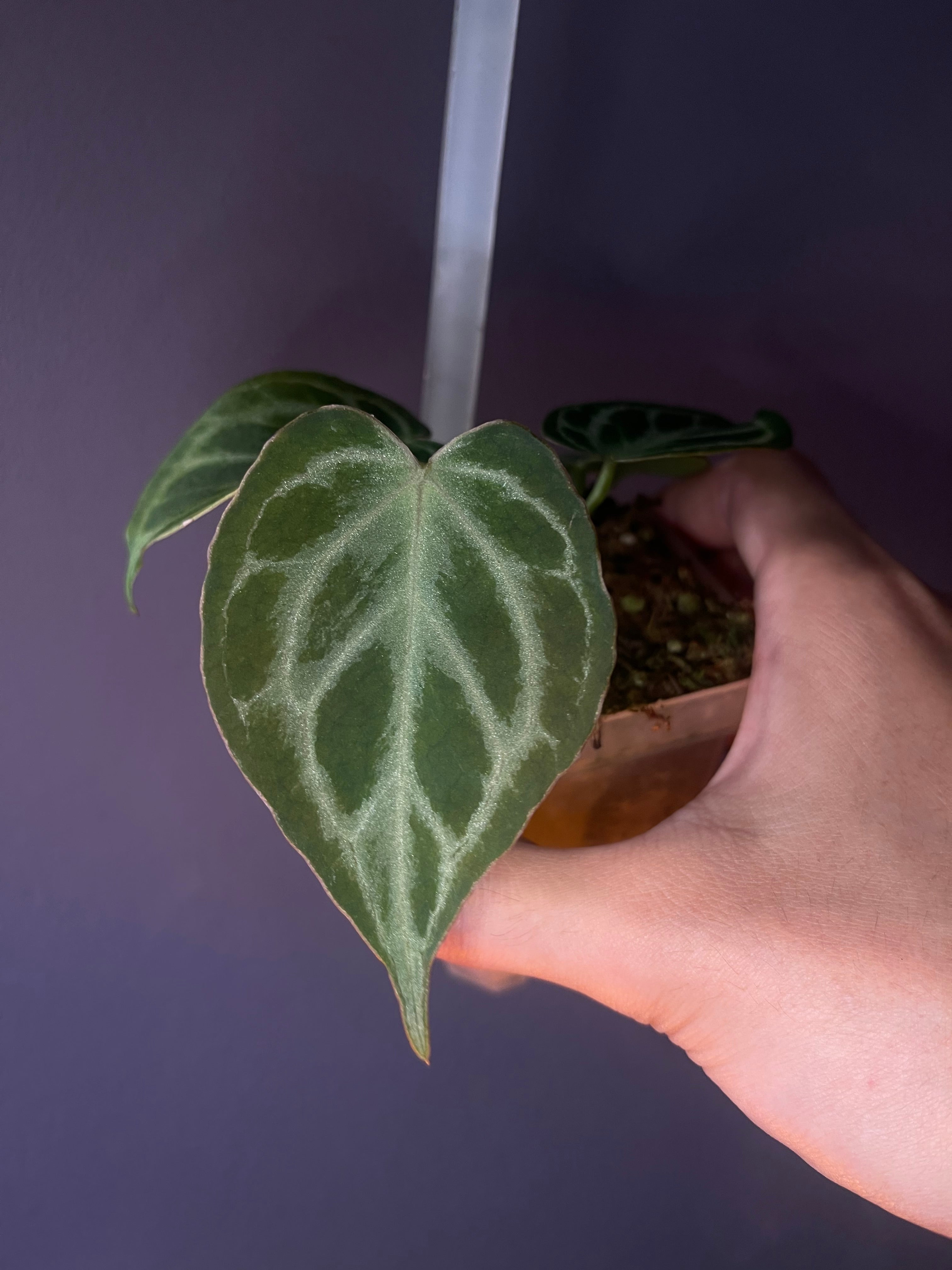 Anthurium King of Spades × Red Crystallinum (HU × RC