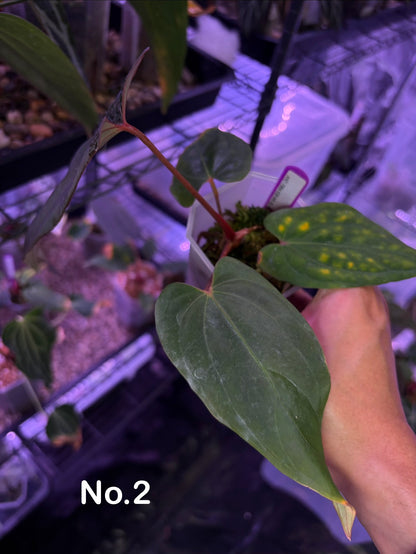 Anthurium ‘Midnight Velvet’ × antolakii ‘Tezula’