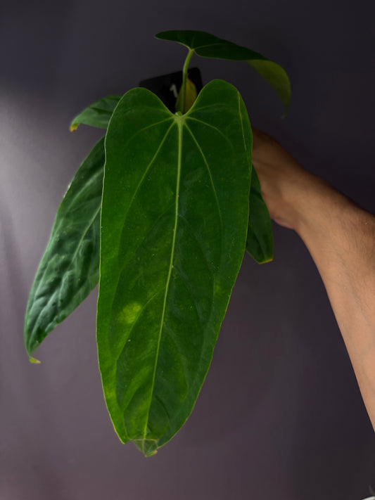 Anthurium warocqueanum × papillilaminum ‘Ralph Lynam’