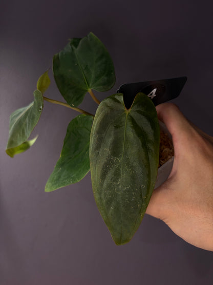 Anthurium ‘Midnight Velvet’ × antolakii ‘Tezula’