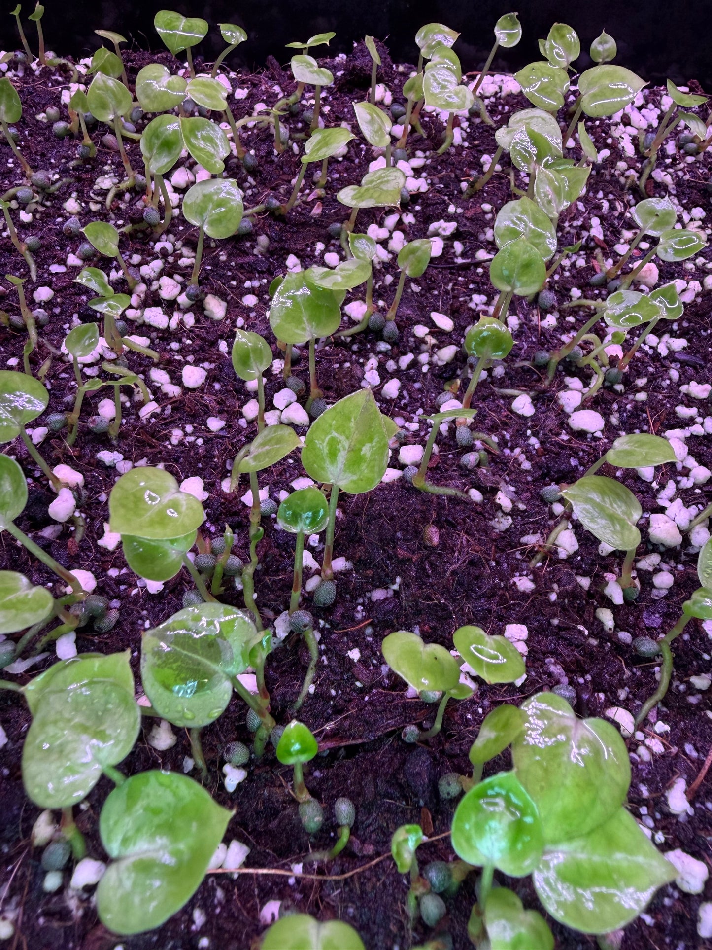 Seeding: Red crystallinum #12 × Silver blush 'Silver starlight'