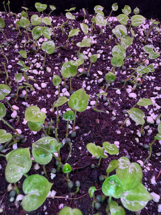 Seeding: Red crystallinum #12 × Silver blush 'Silver starlight'