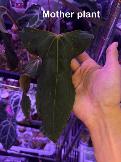 Anthurium Papillilaminum FSxRL 'Grim Reaper' S1