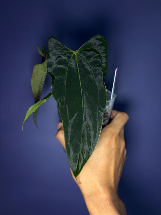 Anthurium papillilaminum ‘Ralph Lynam’ × self (selected #4)