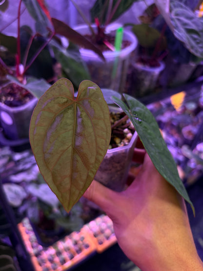 Anthurium dressleri RG × ‘Panamama 3.0’