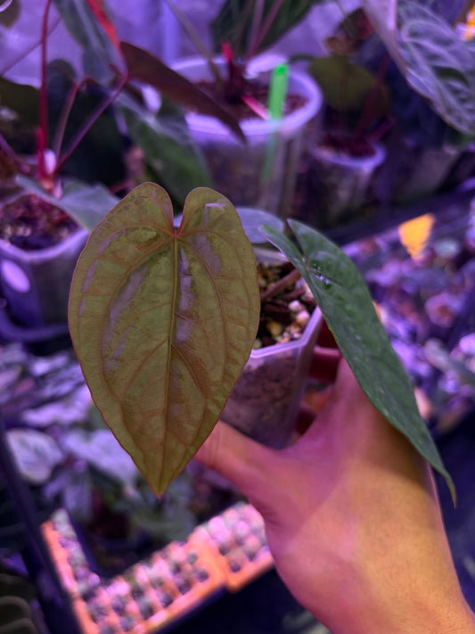 Anthurium dressleri RG × ‘Panamama 3.0’
