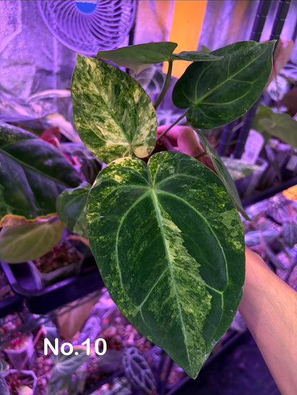 Anthurium papillilaminum var. × carlablackiae