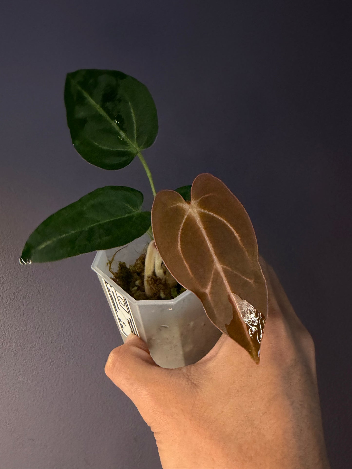 Anthurium Forgetii × Carlablackiae